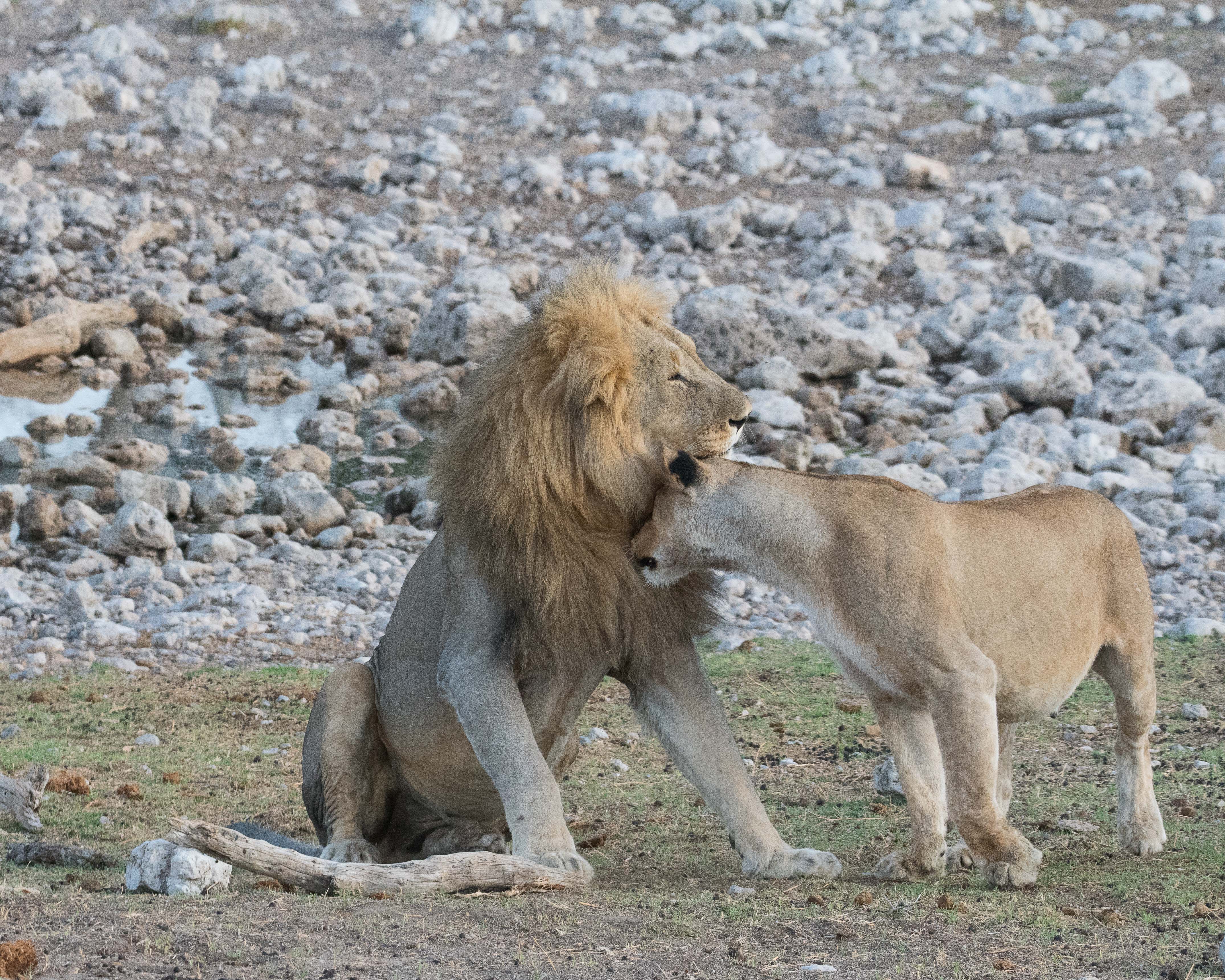 Le lion ne réagissant guère, la lionne, dont le ventre est tout aussi dilaté, se risque à des bourrades plus énergiques, à moins qu'il s'agisse d'avances à visée sexuelle ! Namutoni, Etosha, Namibie.
